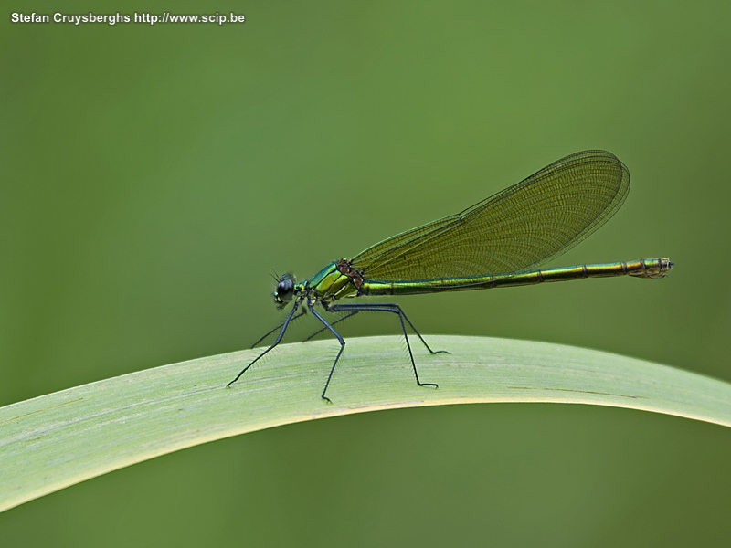 Insects - Female Banded Demoiselle Some macro photos of dragonflies, beetles and grashoppers. Stefan Cruysberghs